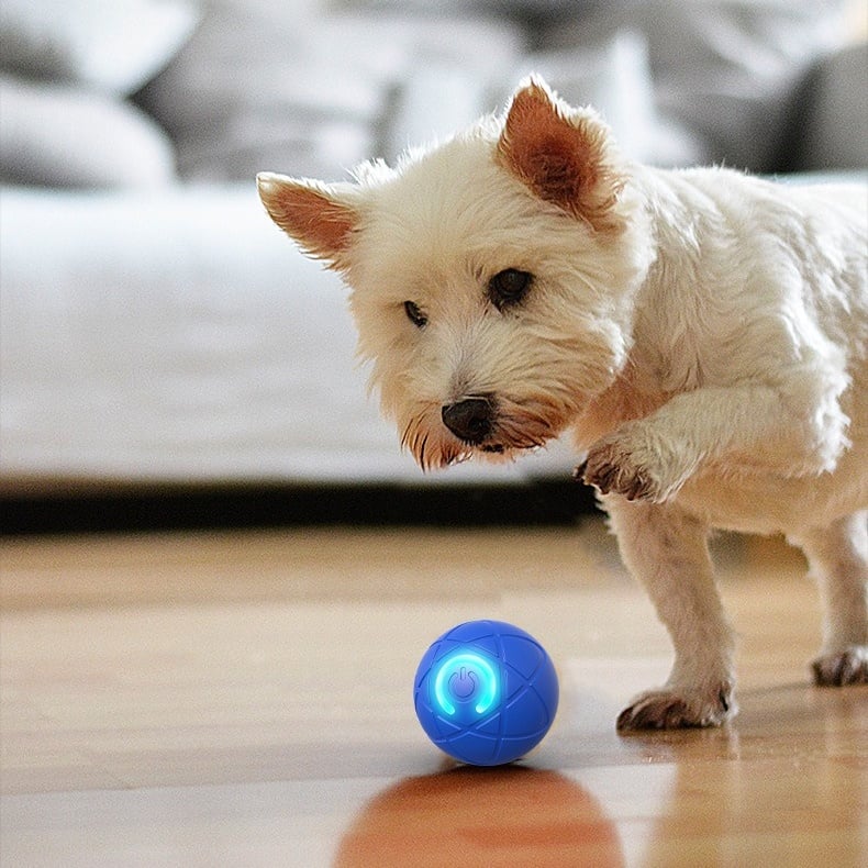 2026 Hot Sale 🐶 Interactive Shaky Ball Toy for Dogs & Cats
